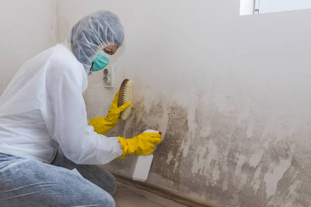 Best Mold Testing and Inspection Services in Seat Pleasant, MD