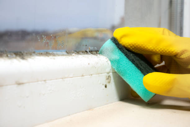 Best Health and Safety Mold Remediation in Seat Pleasant, MD