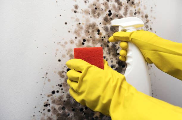 Best Basement Mold Remediation in Seat Pleasant, MD