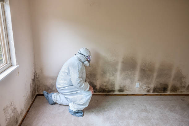 Best DIY Mold Remediation Support Services in Seat Pleasant, MD